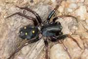 Ant Spider (Habronestes sp) (Habronestes sp)